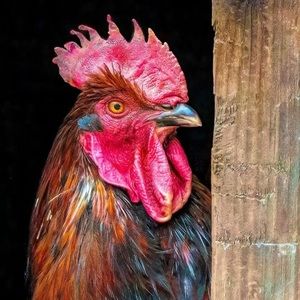 Meet your Posher, Cathy